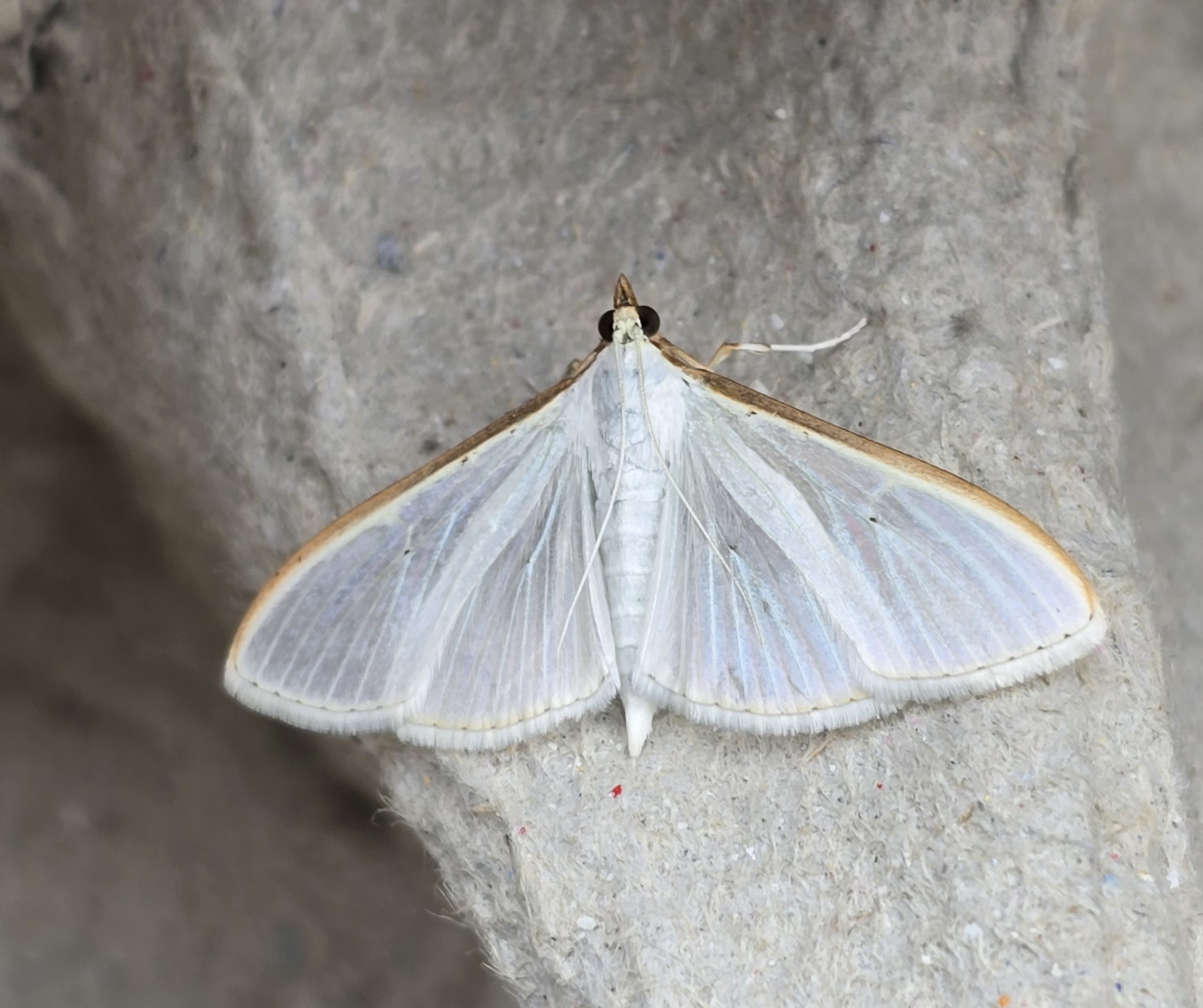 Photo of Olive-tree Pearl (Palpita vitrealis)